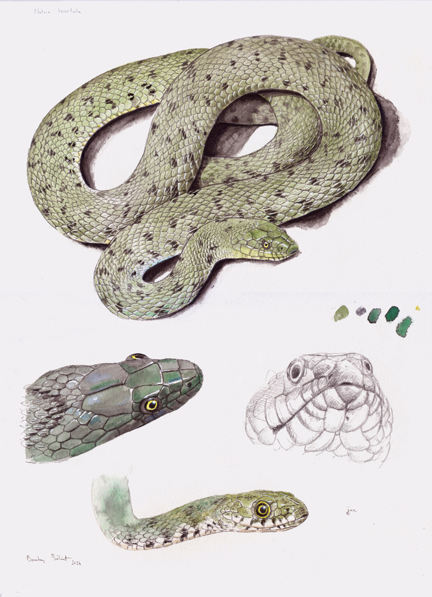 kockás sikló javított 300 dpi