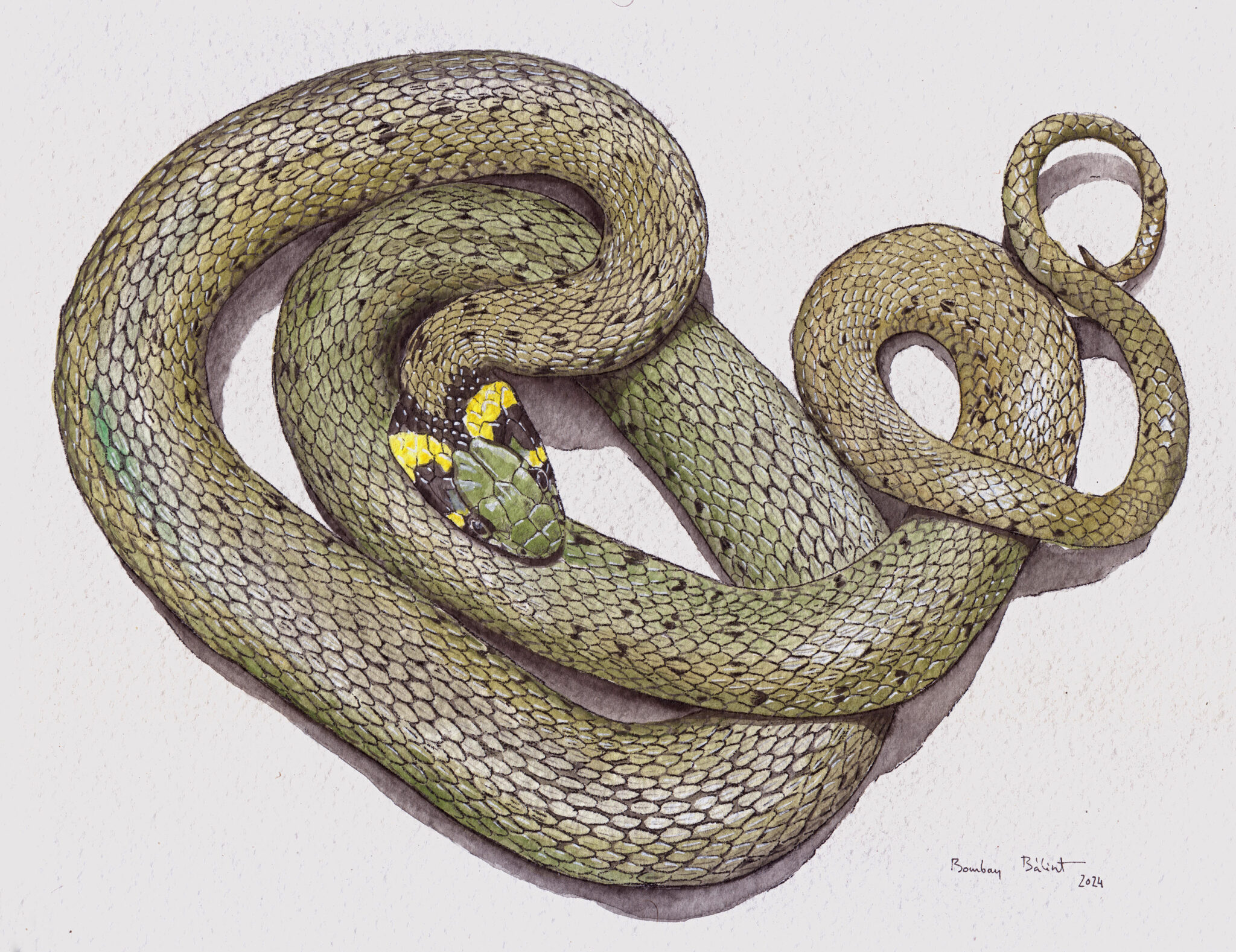 vízisikló javítva 300 dpi