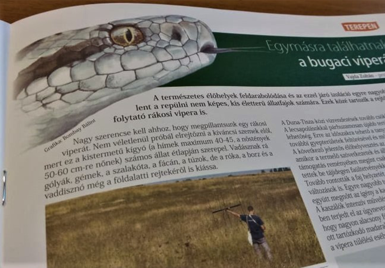 rákosi vipera